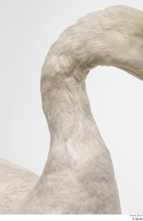 Mute swan neck 0002.jpg